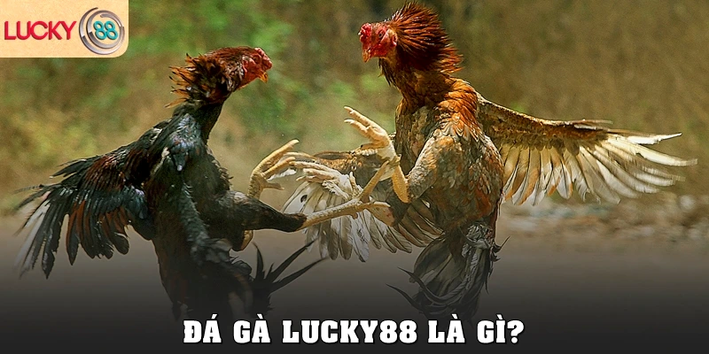 Đá gà Lucky88 là gì?